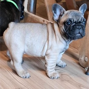 Francuski Buldog PRELEPI štenci