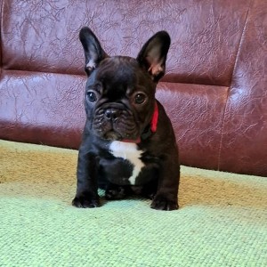 Francuski Buldog PRELEPI štenci