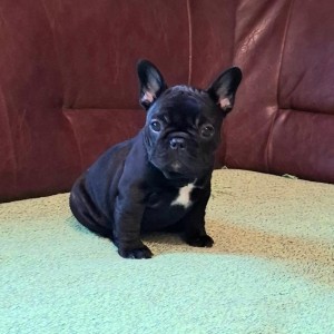 Francuski Buldog PRELEPI štenci