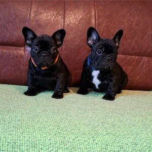 Francuski Buldog PRELEPI štenci