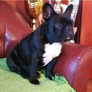 Francuski Buldog PRELEPI štenci