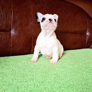Francuski Buldog PRELEPI štenci