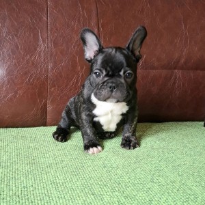 Francuski Buldog PRELEPI štenci