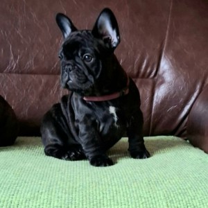 Francuski Buldog PRELEPI štenci