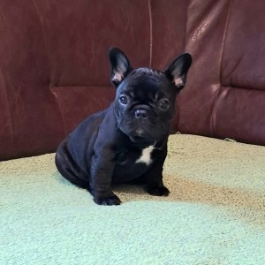 Francuski Buldog PRELEPI štenci