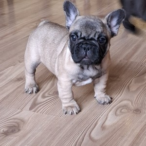 Francuski Buldog PRELEPI štenci