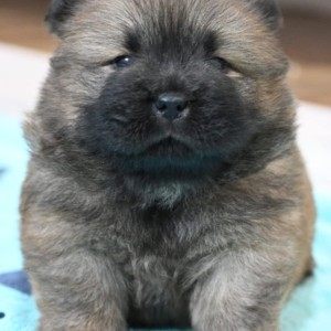 Chow Chow Cau Cau Čau Čau
