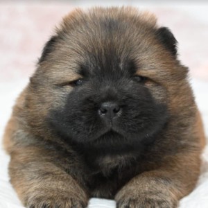 Chow Chow Cau Cau Čau Čau