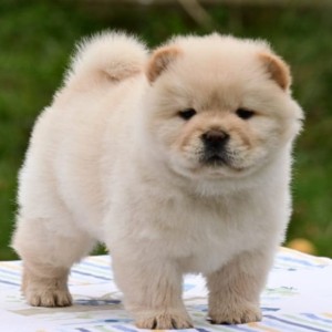 Chow Chow Cau Cau Čau Čau