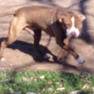 Američki Pitbul štenci na prodaju
