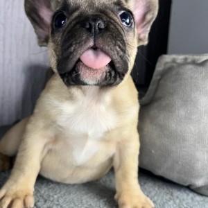 Francuski buldog stenci