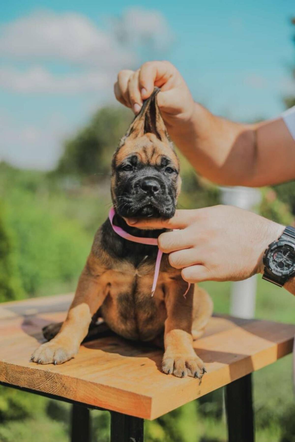 Cane Corso VRHUNSKI štenci