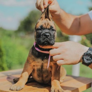 Cane Corso VRHUNSKI štenci
