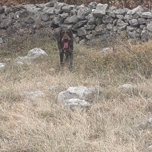 njemački oštrodlaki ptičar