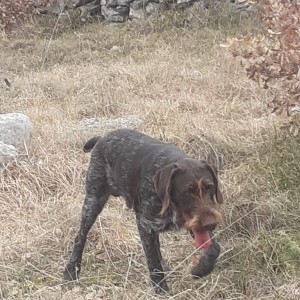 njemački oštrodlaki ptičar