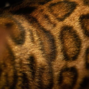 Bengalski Macici