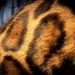 Bengalski Macici