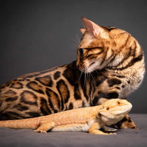 Bengalski Macici