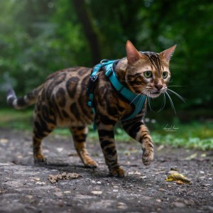 Bengalski Macici