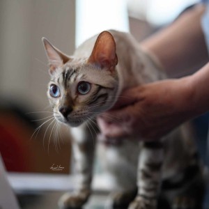 Bengalski Macici