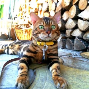 Bengalski Macici