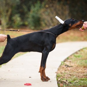 Doberman štenci na prodaju