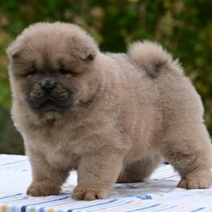 Chow Chow Cau Cau Čau Čau