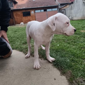 Dogo Argentino štenci