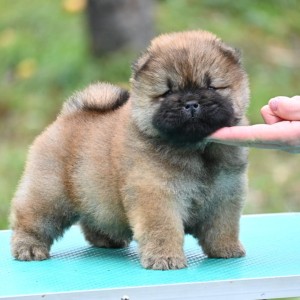 Chow Chow Cau Cau Čau Čau