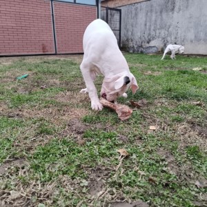 Dogo Argentino štenci