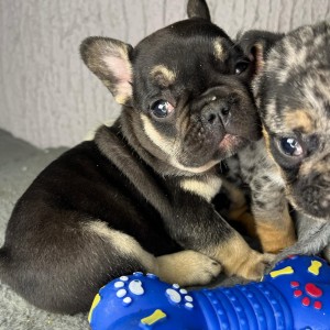 Francuski Buldog stenci egzoticnih boja