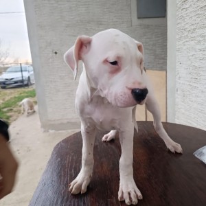 Dogo Argentino štenci