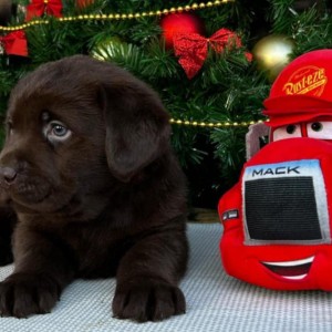Labrador retriver čokoladni štenci na prodaju
