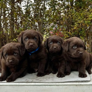 Labrador retriver čokoladni štenci na prodaju
