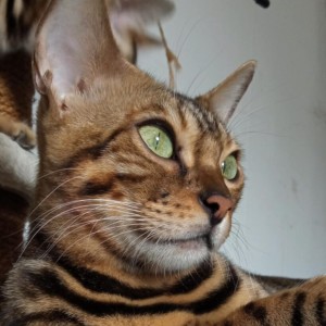 Bengalski Macici