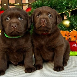 Labrador retriver čokoladni štenci na prodaju