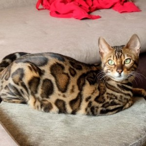 Bengalski Macici