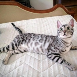 Bengalska mačka - bengalski mačići