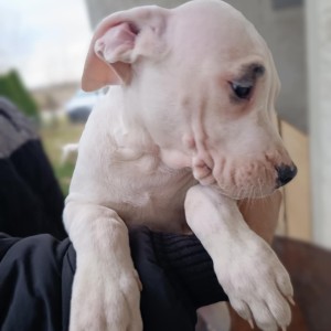 Dogo Argentino štenci
