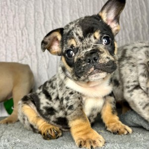 Francuski Buldog stenci egzoticnih boja