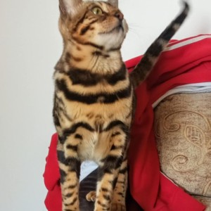 Bengalski Macici