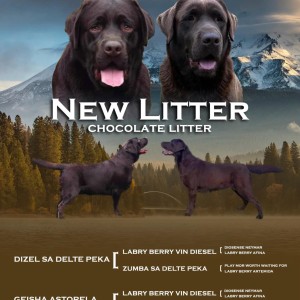 Labrador retriver čokoladni štenci na prodaju