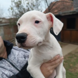 Dogo Argentino štenci