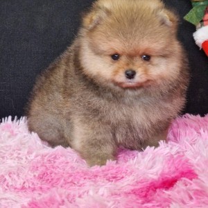 Pomeranac prelepi štenci