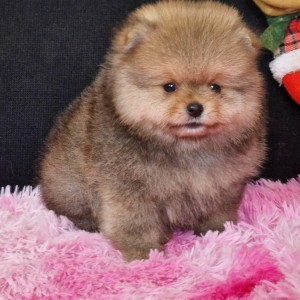 Pomeranac prelepi štenci