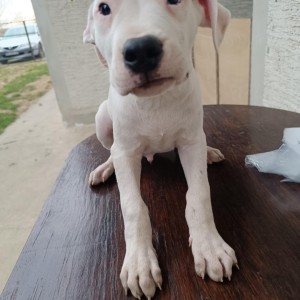 Dogo Argentino štenci