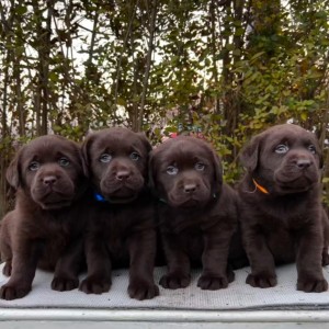 Labrador retriver čokoladni štenci na prodaju