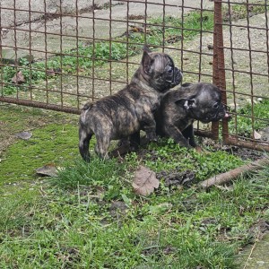 Francuski buldog stenci