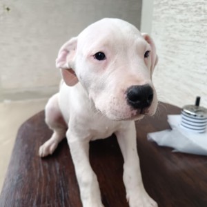 Dogo Argentino štenci