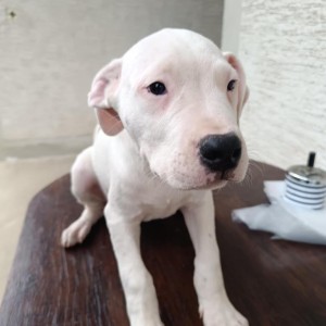 Dogo Argentino štenci